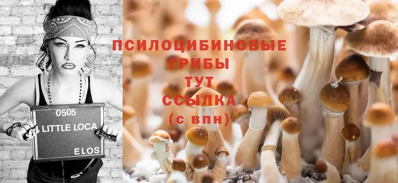 Галлюциногенные грибы Cubensis  Лысьва 